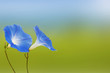 Couple flower