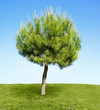 Jeune pin parasol