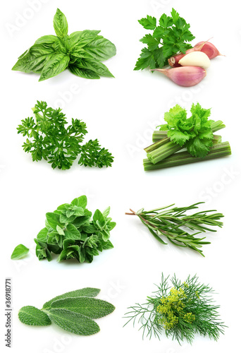 Foto: Collage of green Collage of green