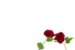 Rose 3