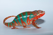 Camaleonte Furcifer Pardalis Camaleonte Furcifer Pardalis
