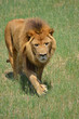 lion on the move