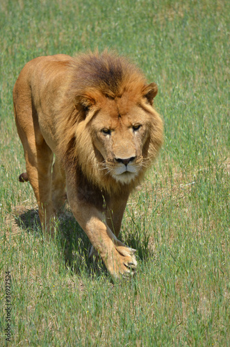 Photo: lion on the move lion on the move