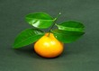 Orange mit Zweig