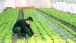 Video: Work in Greenhouse Work in Greenhouse