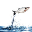 pesce splash
