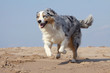 berger australien trottant sur la plage