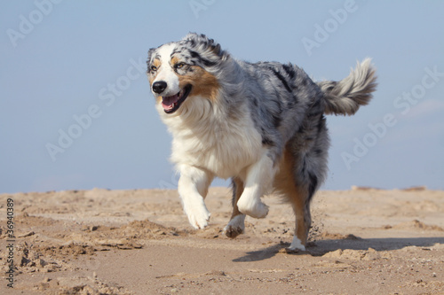 Photo: berger australien trottant sur la plage berger australien trottant sur la plage