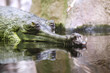 Indian gavial Indian gavial