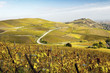 Vineyards in autumn