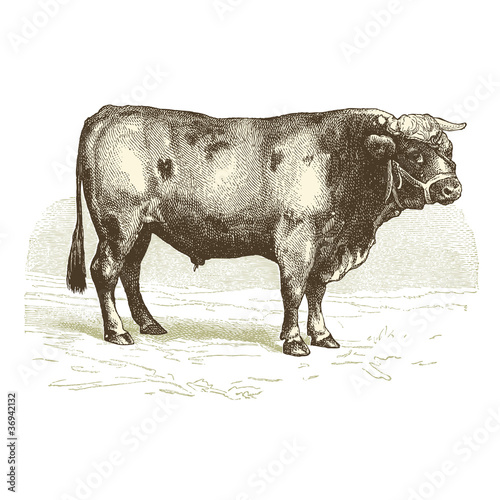 Vector: Le Bœuf Le Bœuf