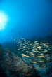 School of Goldband fusiliers with scuba divers silhouettes in th