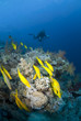 Small shoal of Yellowfin goatfish with scuba diver sihouette in