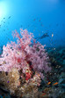 Vibrant pink soft coral with scuba diver silhouette in the backg