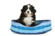 bouvier bernois dans son panier bleu bouvier bernois dans son panier bleu