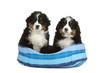 deux chiots bouvier bernois dans leur panier deux chiots bouvier bernois dans leur panier