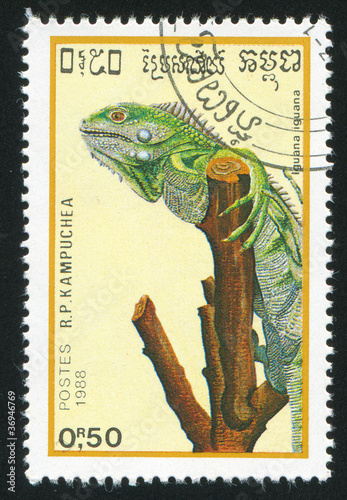 Photo: iguana iguana