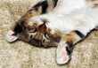 Katze