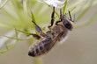 pollination pollination