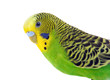 Green and yellow budgie in front of a white