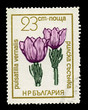 Bulgaria showing pulsatilla vernalis, circa 1968