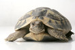 Photo: tartaruga tartaruga