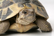 Photo: portrait of turtle portrait of turtle