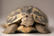 Photo: tartaruga tartaruga