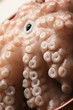 Tentacles of octopus Tentacles of octopus