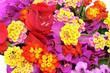 spring flowers