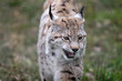 Lynx d'Europe
