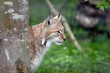 Lynx d'Europe