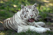 Tigre blanc