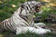 Tigre blanc