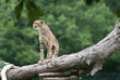 Guépard d'Afrique du Sud sur un tronc d'arbre