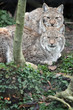 Lynx d'Europe