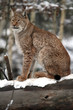Lynx de Sibérie dans la neige