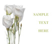 White flowers isolated on white(Lisianthus flowers)