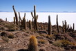 Isla del Pescado, Salar de Uyuni, Bolivia