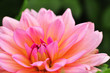 rosa Dahlie