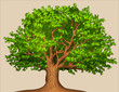 Summer tree