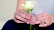 Video: Girls hands holds and rotate rose, closeup view Girls hands holds and rotate rose, closeup view