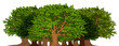 grove of trees