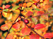color berry bush