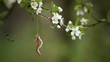 Cherry Flower and Lace