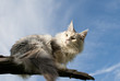 Katze auf Ast liegend