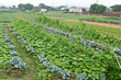 farm field