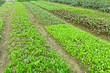 farm field