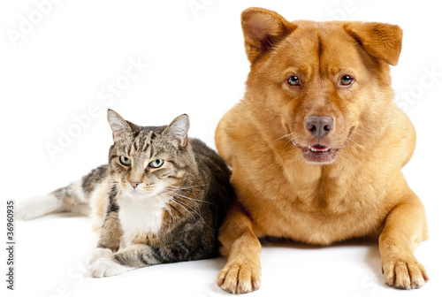 Foto: Cat and dog together Cat and dog together