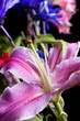 Assorted flowers.